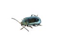 Blue willow beetle Royalty Free Stock Photo