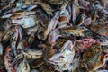 blue wimmer portunus pelagicus crab pile in indian fish market