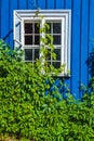 Blue window covered with green plants Royalty Free Stock Photo