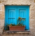 Blue window with dying plant