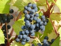 Blue wine grapes