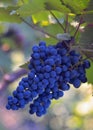 Blue wine grapes