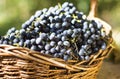 Blue wine grapes in a brown wicker basket Royalty Free Stock Photo