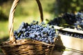 Blue wine grapes in a brown wicker basket Royalty Free Stock Photo