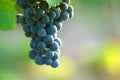 Blue Wine Grapes Royalty Free Stock Photo