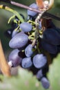 Blue Wine grapes on vine. Dark skinned grapevine, close up, banner