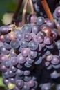 Blue Wine grapes on vine. Dark skinned grapevine, close up, banner