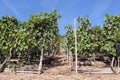 Blue wine grapes in a vineyard at moselle river Germany Royalty Free Stock Photo