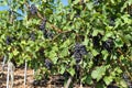 Blue wine grapes in a vineyard at moselle river Germany Royalty Free Stock Photo