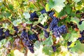 Blue wine grapes in a vineyard at moselle river Germany Royalty Free Stock Photo