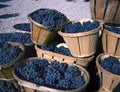 Blue wine grapes in wicker baskets Royalty Free Stock Photo