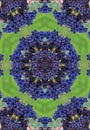 Blue winegrapes mandala