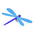 Blue wing dragonfly icon isometric vector. Fly insect Royalty Free Stock Photo