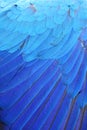 Blue wing feathers of Macaw.