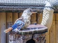 Blue-wing Kookaburra (Dacelo leachii) sits on tree branch. A species of Kingfisher, Kookaburras can be found