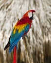 Blue wing red macaw Royalty Free Stock Photo
