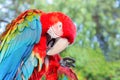 Blue wing red macaw cleans its feathers