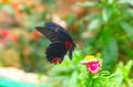Blue wing red spotted butterfly and tropical flowers Royalty Free Stock Photo