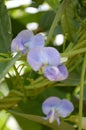 Blue winged bean flower in nature garden Royalty Free Stock Photo