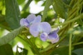 Blue winged bean flower in nature garden Royalty Free Stock Photo