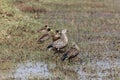 Blue winged geese Cyanochen cyanoptera and Yellow billed ducks Anas undulata on the Sululta plains in the Ethiopian highlands Royalty Free Stock Photo