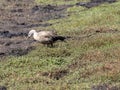 Blue-winged goose, Cyanochen cyanopterus, is grazed in the mountains of Ethiopia