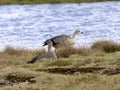 Blue-winged goose, Cyanochen cyanopterus, Sanetti plateau, Bale National Park, Ethiopia