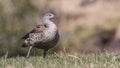 Blue-winged Goose Ruffling Feathers Royalty Free Stock Photo