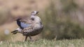 Blue-winged Goose Ruffling Her Feathers