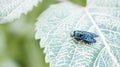 Blue-winged insect on a green patterned leaf detail. Royalty Free Stock Photo