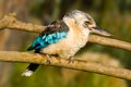 Blue winged kookaburra Royalty Free Stock Photo