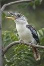 Blue-winged kookaburra