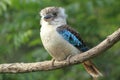 Blue-winged kookaburra Royalty Free Stock Photo