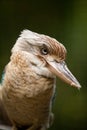 Blue-winged Kookaburra Royalty Free Stock Photo