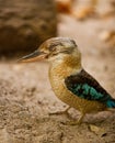 Blue-winged Kookaburra Royalty Free Stock Photo