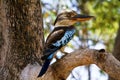 Blue-winged Kookaburra