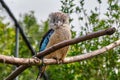 Blue-winged kookaburra, bird sitting on a branch. Wildlife, bird watching