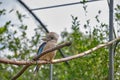 Blue-winged kookaburra, bird sitting on a branch. Wildlife, bird watching