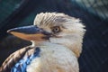 Blue Winged Kookaburra Close Up Royalty Free Stock Photo