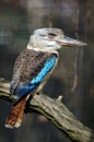 Blue-winged kookaburra (Dacelo leachii)
