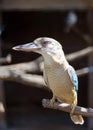 Blue-winged Kookaburra (Dacelo leachii) bird