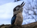 An Blue-winged kookaburra, Dacelo leachii, echoes with a loud call