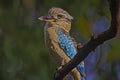 The blue-winged kookaburra Dacelo leachii perched on tree in Kakadu National Park, Australia.