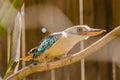 Blue-winged kookaburra Dacelo leachii, native Australian bird Royalty Free Stock Photo