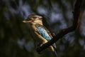 The blue-winged kookaburra Dacelo leachii perched on tree in Kakadu National Park, Australia.