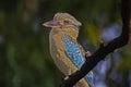 The blue-winged kookaburra Dacelo leachii perched on tree in Kakadu National Park, Australia.