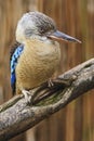 Blue-winged Kookaburra, Dacelo leachii, rare kingfisher bird from Australia, sitting on the branch