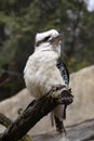 blue-winged kookaburra, Dacelo leachii, sits on a branch and observes the surroundings