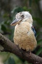 The blue-winged kookaburra Dacelo leachii sitting on a branch. A large kingfisher sitting on a branch with a green background Royalty Free Stock Photo