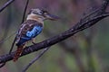 Blue-winged kookaburra, Kakadu National Park Royalty Free Stock Photo